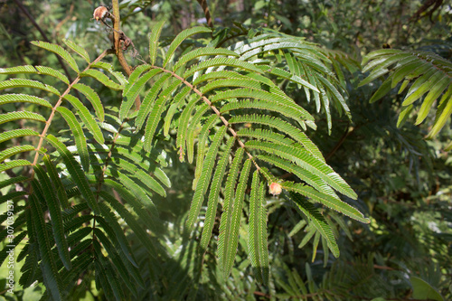 Anadenanthera colubrina green fern with large leaves