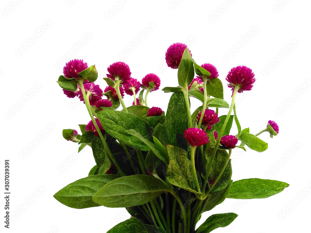 Fototapeta premium Tree with green leaves. The name of the plant is Globe amaranth or Gomphrena globosa. Purple flower with green leaf on white background.