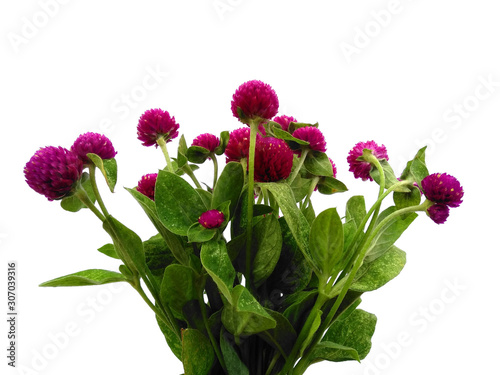 Tree with green leaves. The name of the plant is Globe amaranth or Gomphrena globosa. Purple flower with green leaf on white background.