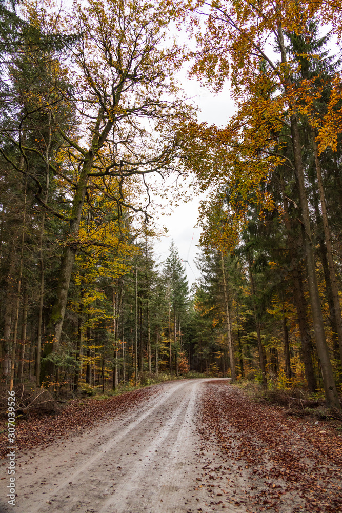 Dirt road through fall foliage forest