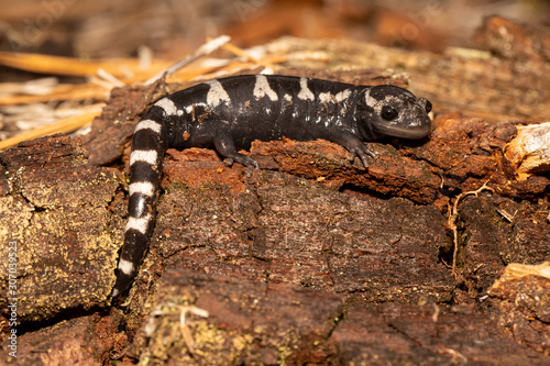 Marbled salamander - Ambystoma opacum