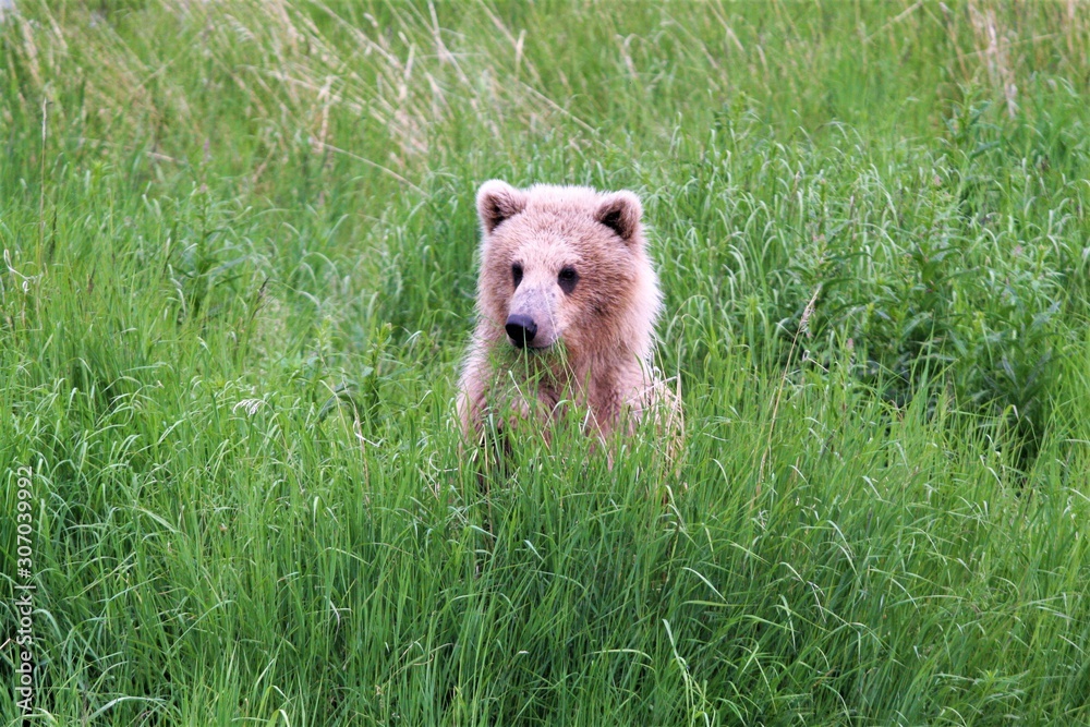 Fototapeta premium Baby brown bear in the sedge