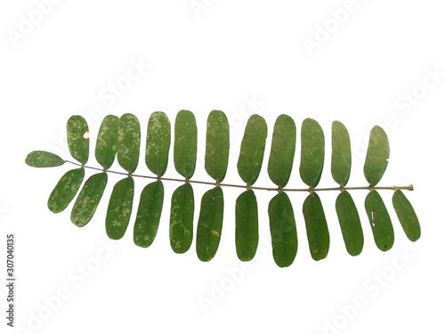 Plant with green leaves. Green leaf on white background.