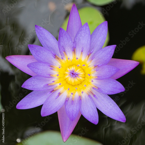 Purple lotus (2)