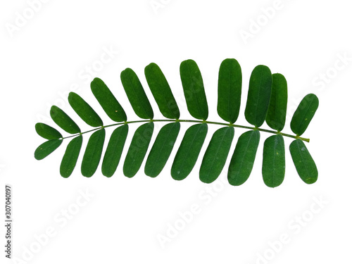 Plant with green leaves. Green leaf on white background.