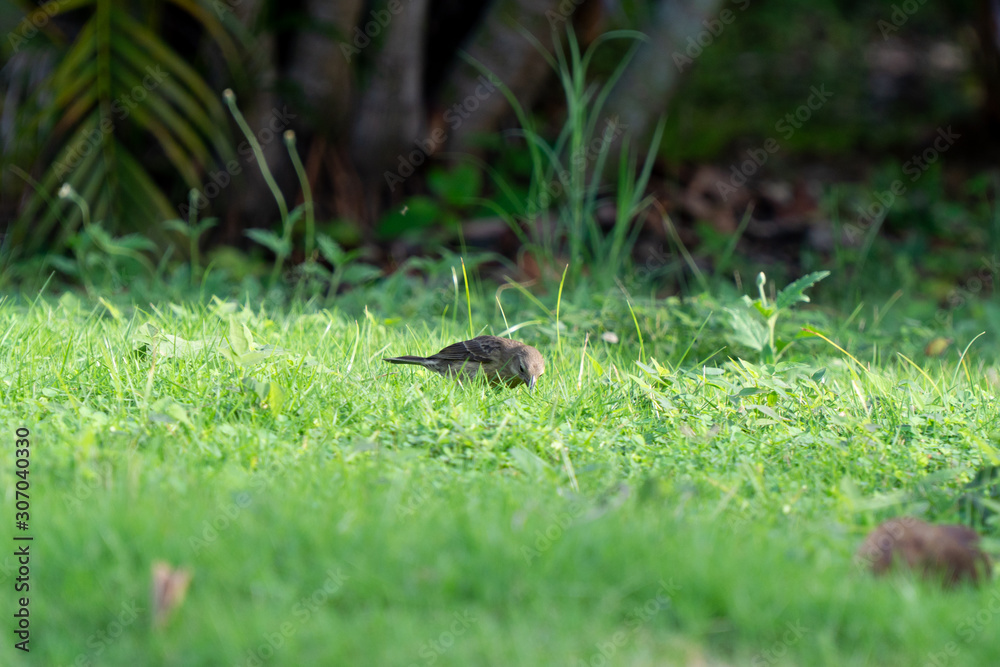 Foraging bird(1)