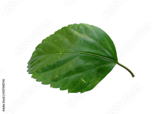 Tree with green leaves. The name of the plant is Rosemallows. Hibiscus leaf on white background.