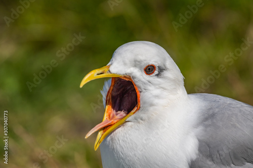 Mew Gull  Larus canus  with open beak
