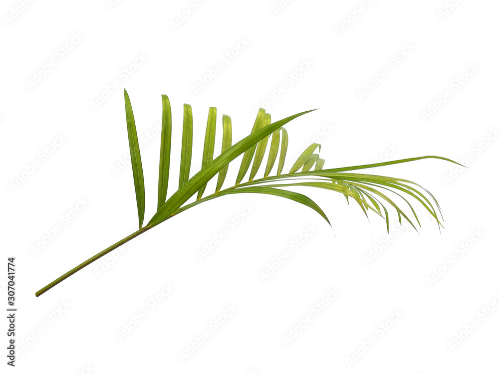 Naklejka premium Bamboo palm leaves or palm leaf on white background. Green leaves or green leaf isolated on white background.