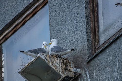 A pair of seagulls trying to make a nest despite of bird deterrent spikes