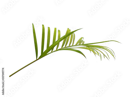 Bamboo palm leaves or palm leaf on white background. Green leaves or green leaf isolated on white background.