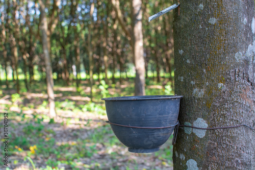 Old rubber trees and bowls for rubber latex
