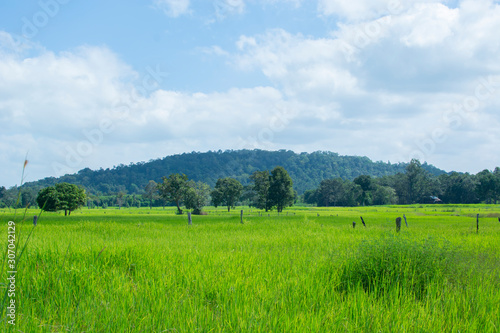 Green fields and clear skies © pannipa