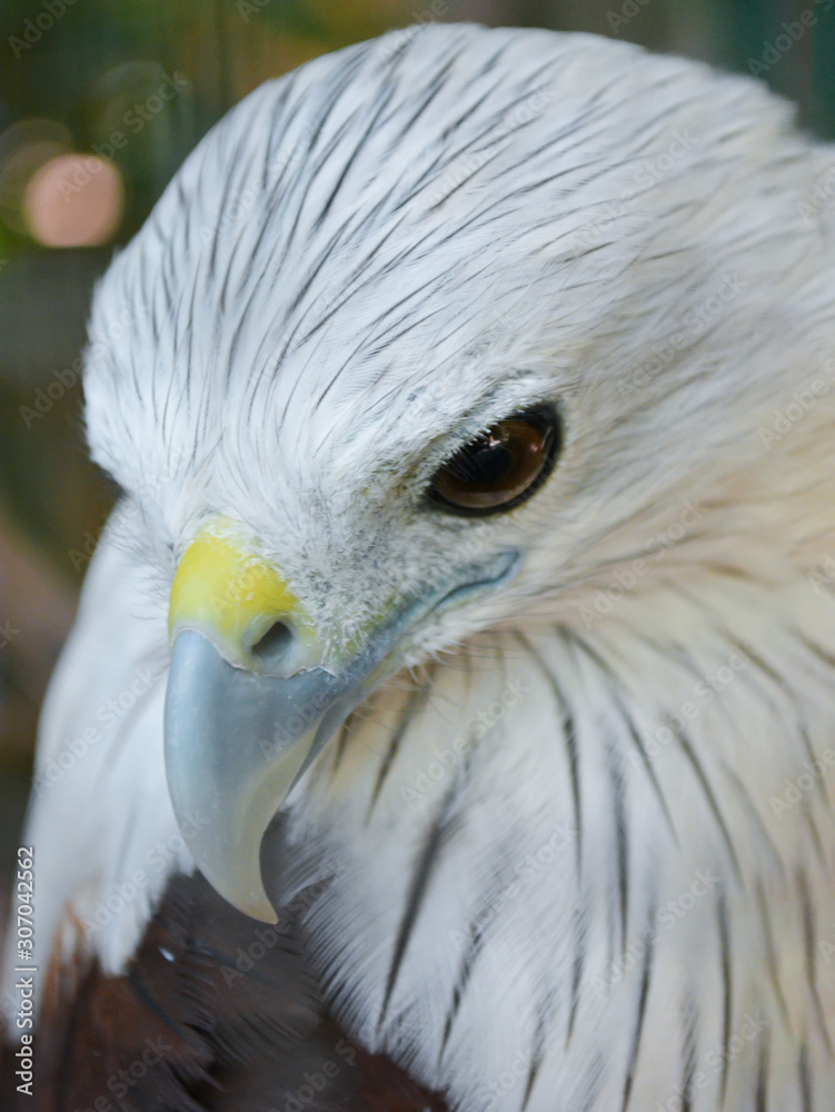 Fototapeta premium Hawks in cages zoo, caged animals