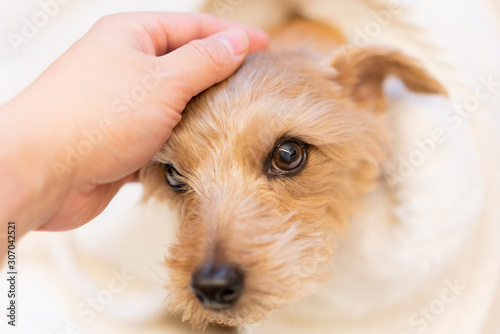 毛布に包まるノーフォークテリア犬