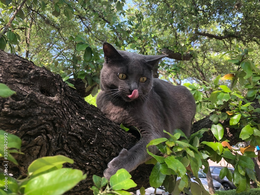 Grey Cat In A Tree Licking Lips