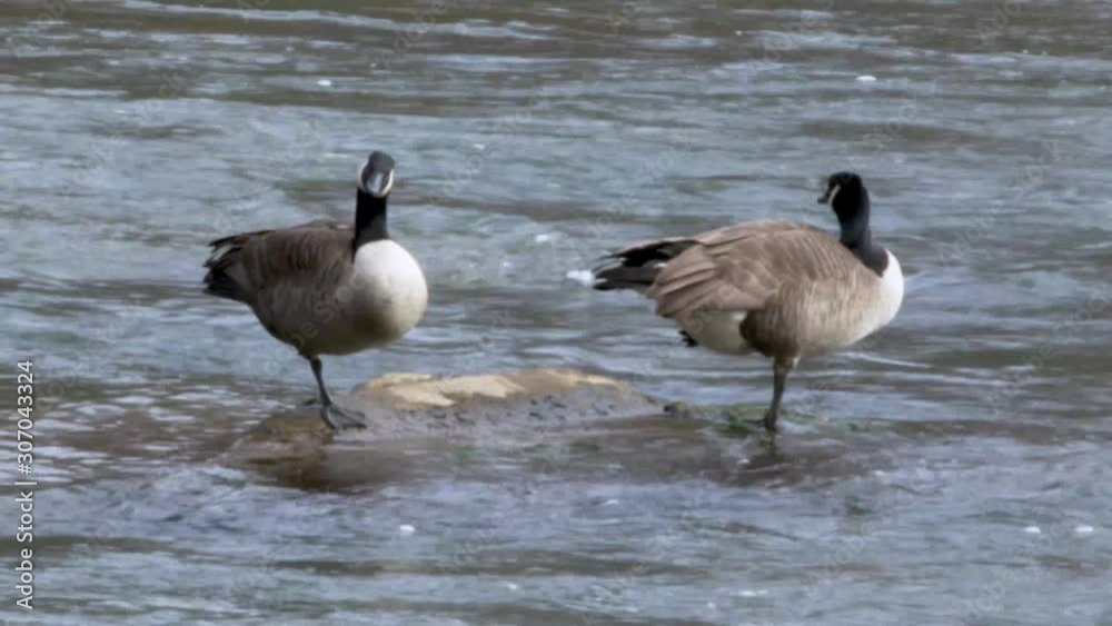 Georgia, Island Ford Park, Two Canadian geese standing on one foot on a rock in the river Georgia, Island Ford Park, Two Canadian geese standing on one foot on a rock in the river