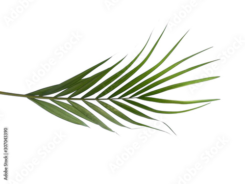 Fototapeta Naklejka Na Ścianę i Meble -  Bamboo palm leaves or palm leaf on white background. Green leaves or green leaf isolated on white background.