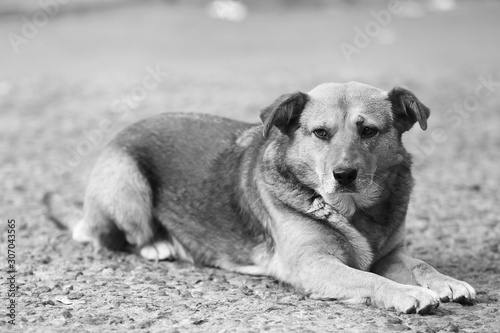 Black and white photo of homeless dog outdoors