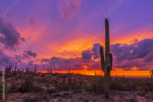 Cactus At Sunset in Arizona photo