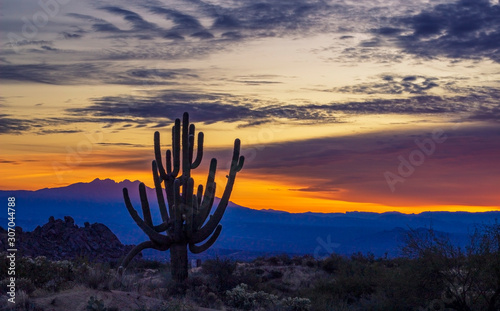 Old Growth Cactus At Sunrise In Arizona