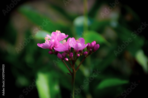 Pink Flower On Its Tree