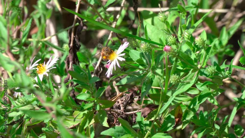 Florida Honey Bee with pollen sacs suckling nectar from a flower at Hanna Park in Jacksonville, Florida Florida Honey Bee with pollen sacs suckling nectar from a flower at Hanna Park in Jacksonville, Florida