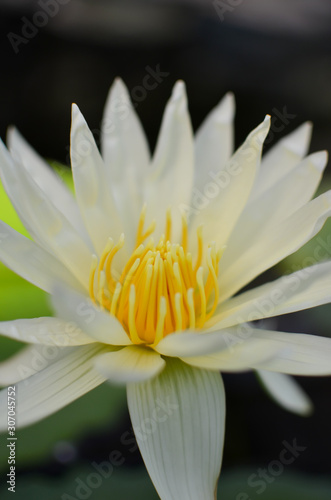 Close up of a white water lily flower in pond