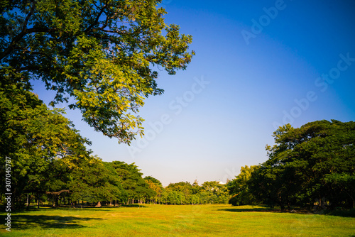 Green tree forest in city park with sunnny day light