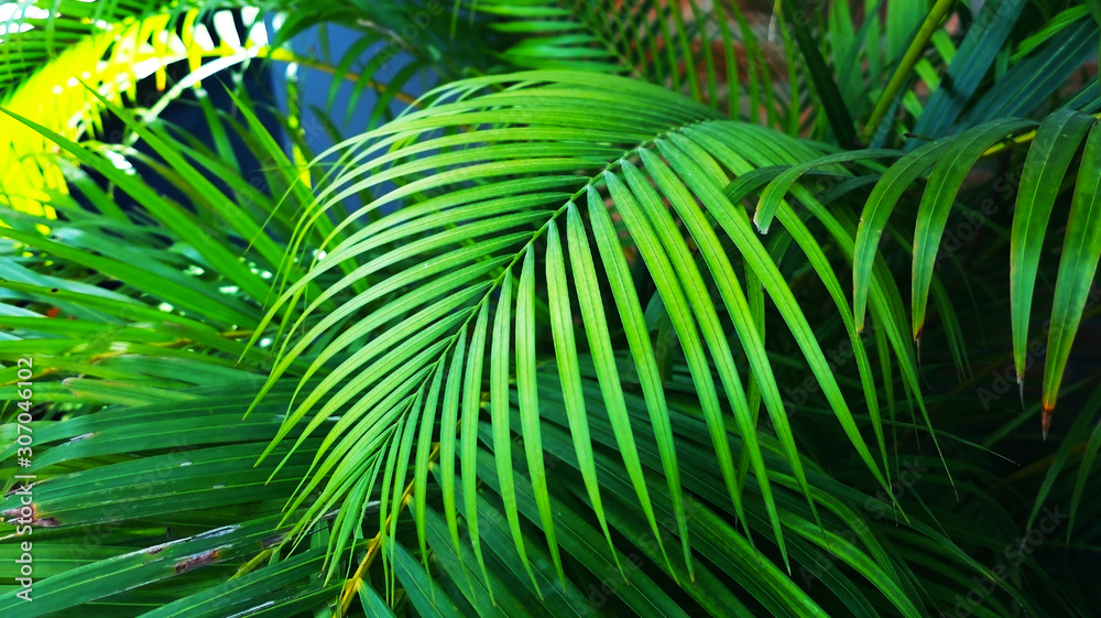 green leaves of coconut for nature background green leaves of coconut for nature background