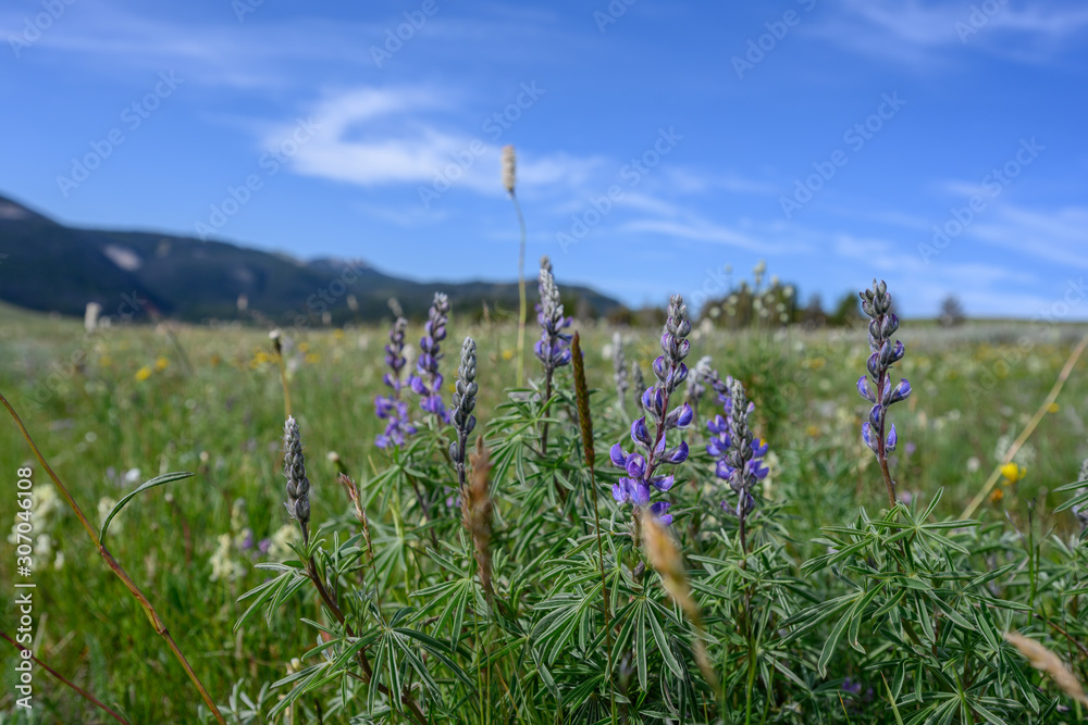Purple Lupine Bloom in Summer Field in Wyoming