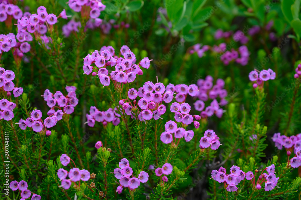 Purple Mountain Heather on Alpine Mountain Purple Mountain Heather on Alpine Mountain