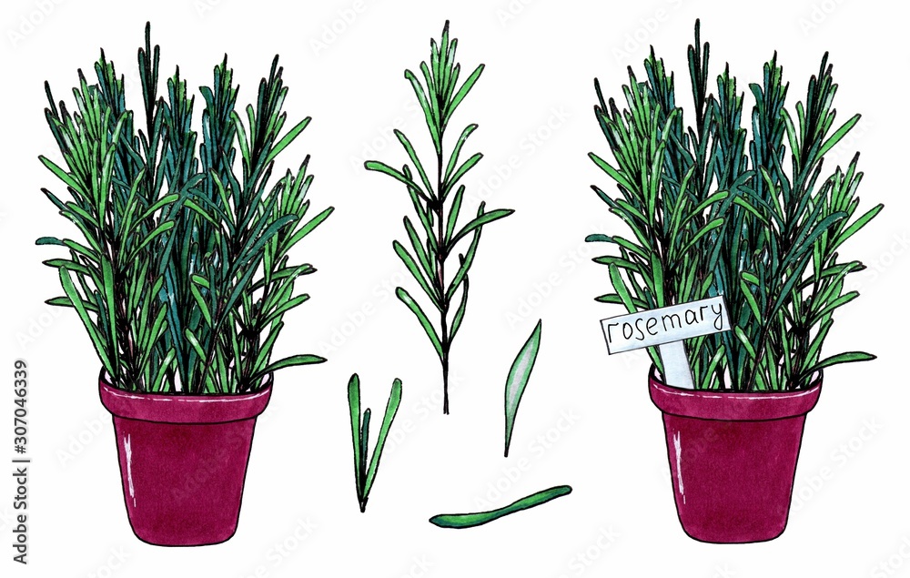 Rosemary green herb, branches with green leaves. Isolated on white  background. Marker hand drawn sketch. Set of herbs in pots. Green aromatic  plants in flowerpot. Botanical sketch. Stock Illustration