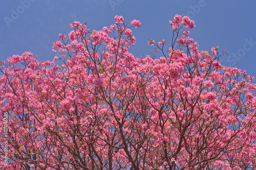 Quadro su tela Arbol con flores rosadas intensas