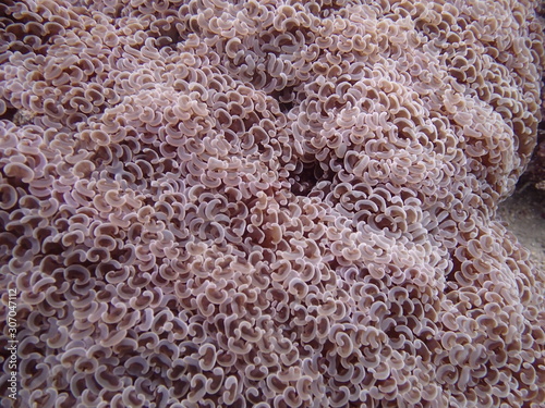 Beautiful coral found at coral reef area at Tioman island, Malaysia