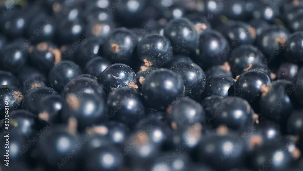 Rotate of fresh blackcurrant. Close up. Camera rotation 360 degrees. Black currant or blackcurrant (Ríbes nígrum) Rotate of fresh blackcurrant. Close up. Camera rotation 360 degrees. Black currant or blackcurrant (Ríbes nígrum)