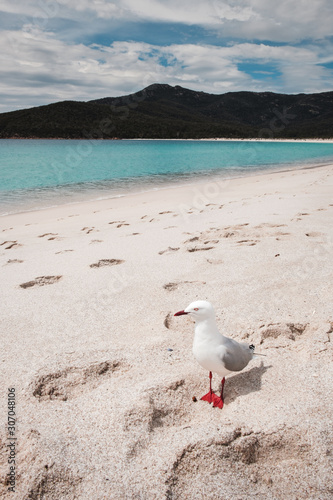 Seagull walking on white sandy beach at Wineglass bay, tasmania