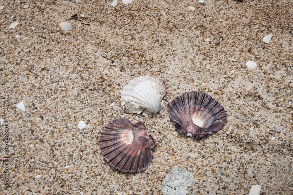 Close up of beautiful shells on the sandy beach Close up of beautiful shells on the sandy beach