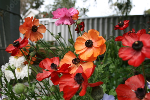 Poppy garden