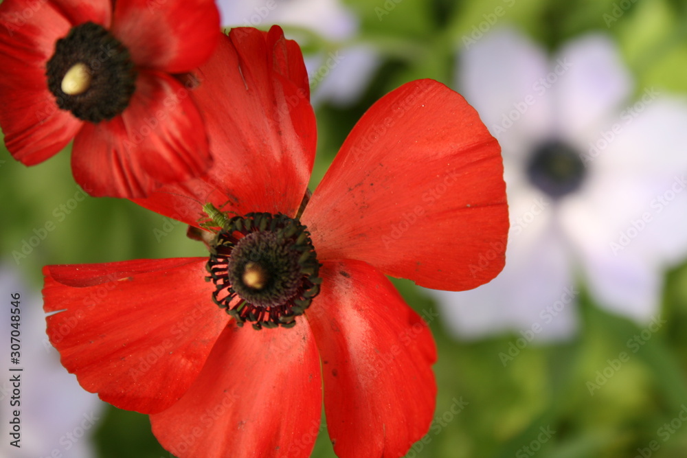 Red Poppy Red Poppy
