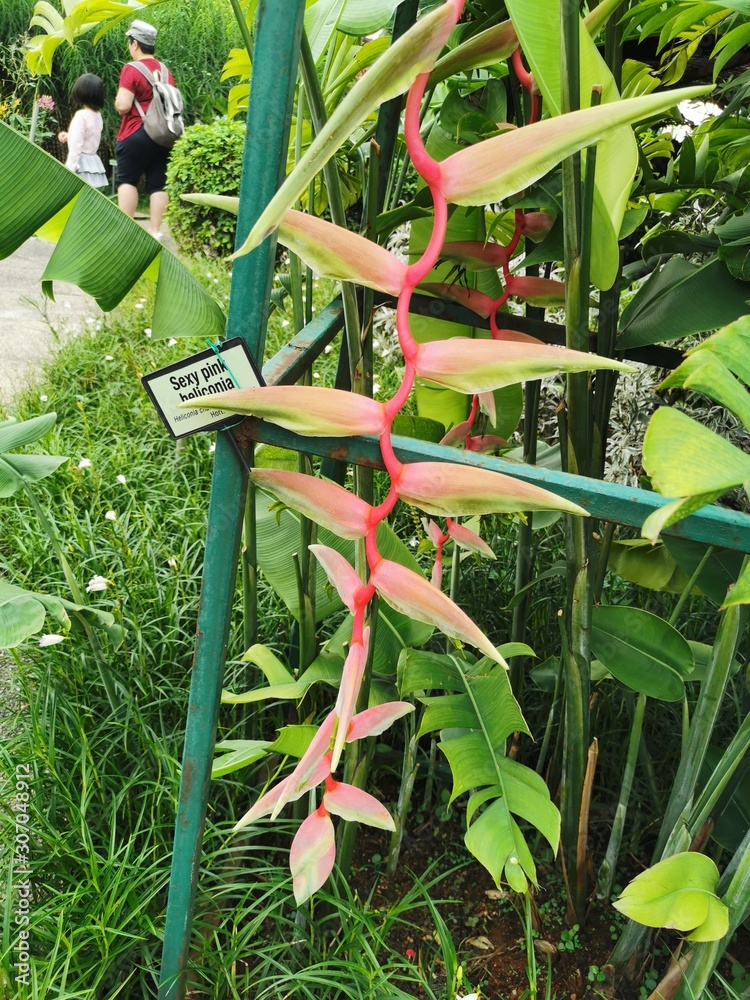 pink heliconia flower