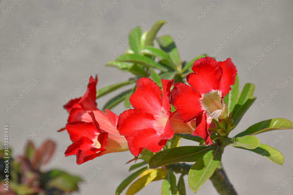 outdoors, blur background beautiful nature green leaf and bright red azalea flower bloom Giving a fresh and romantic feeling.