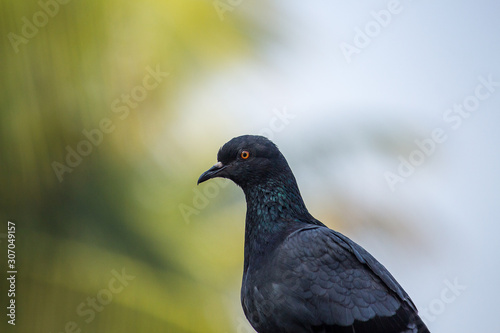 Portrait of a Bird