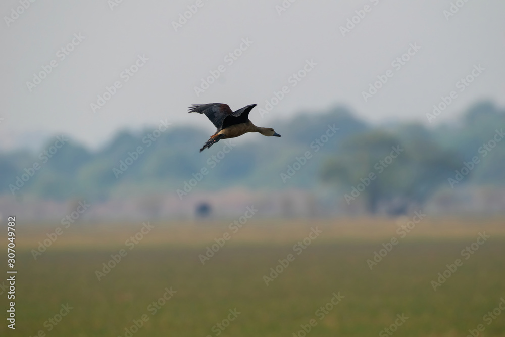 Fototapeta premium Duck in flight 