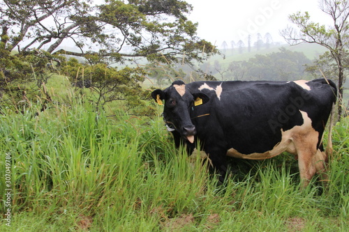 Cow in the grass