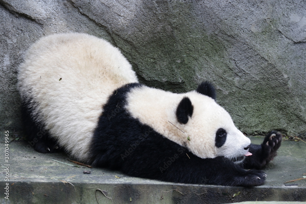 Obraz premium Funny pose of Sleepy Panda Cub, Chengdu, China