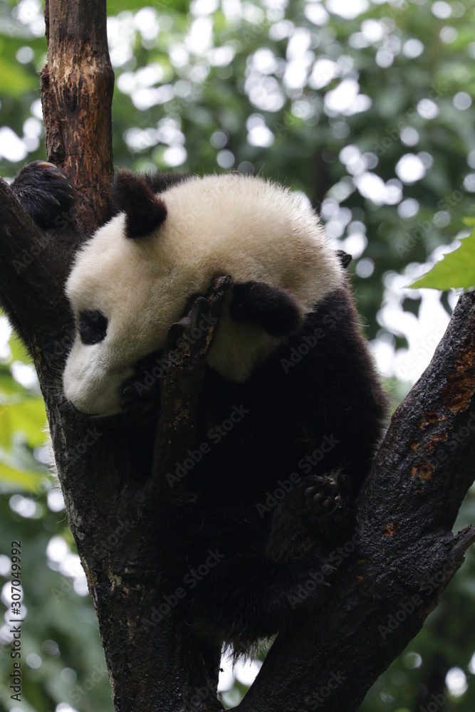 Obraz premium Sleeping Panda on the Tree, China