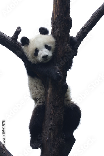 Fototapeta Naklejka Na Ścianę i Meble -  Little Panda Cub on the Tree, China