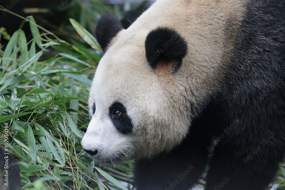 Obraz premium giant panda is Looking at Something Seriously