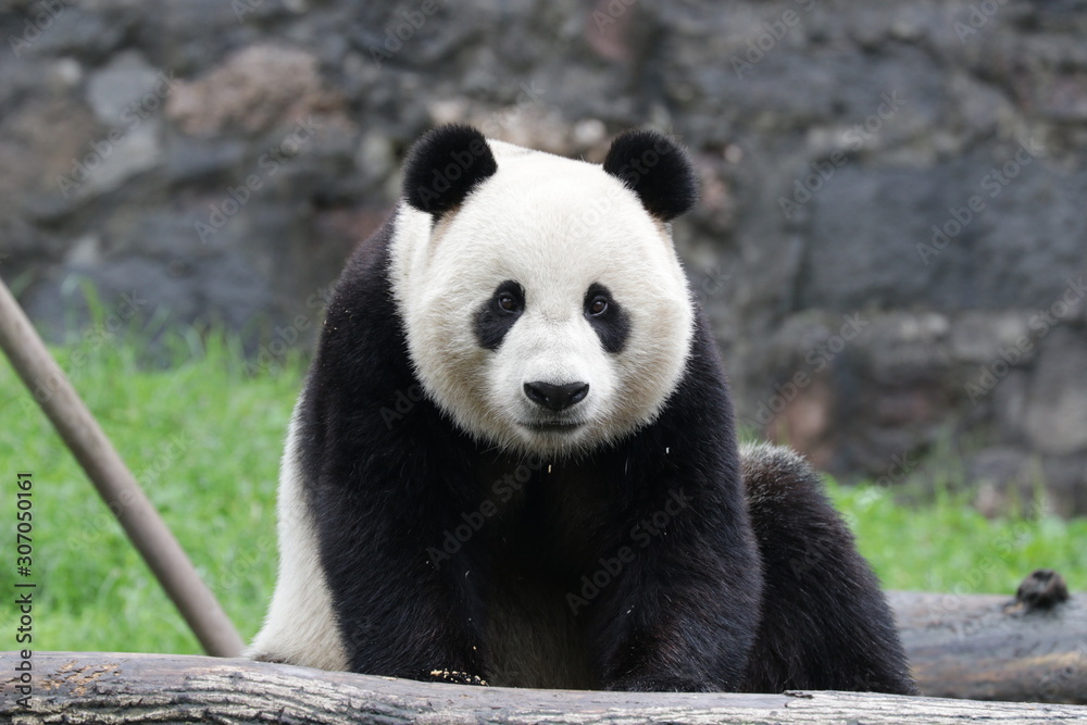 American Born Panda, Xiao Li Wu, China